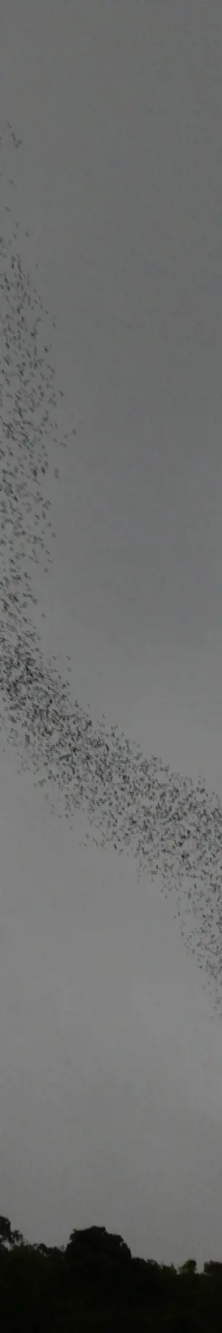 Millionen von Fledermäusen